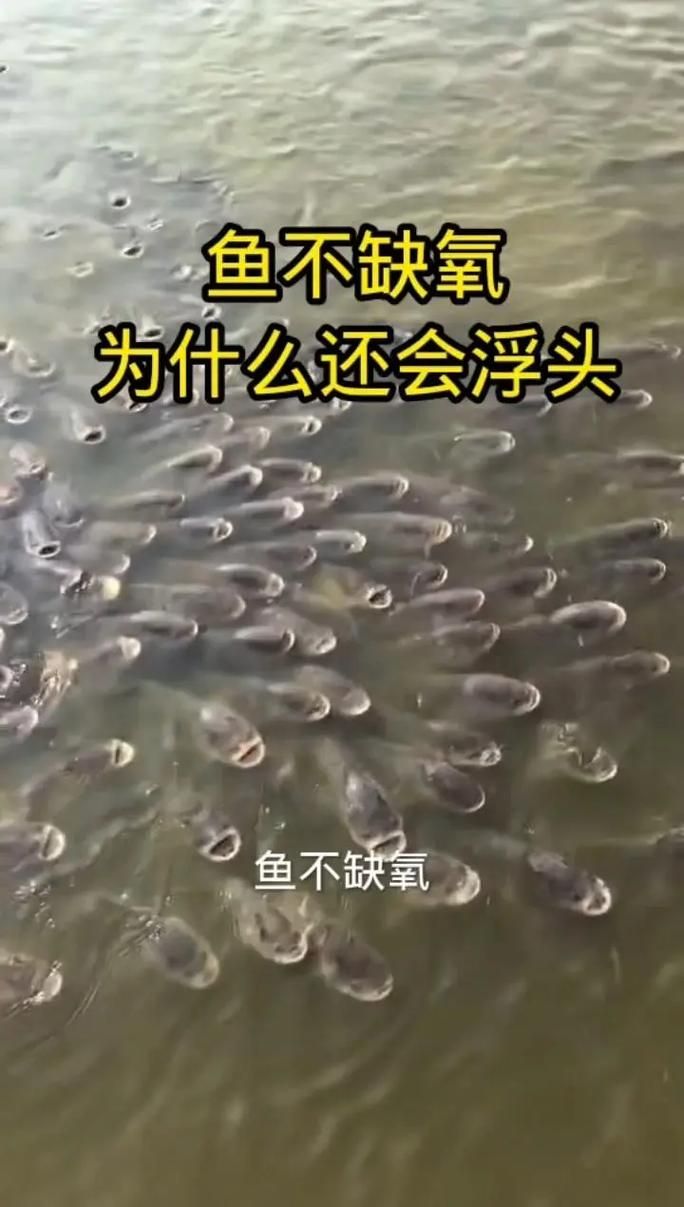魚浮頭后如何護理 魚浮頭后如何護理 龍魚百科 第5張