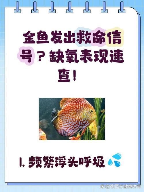 魚浮頭后如何護理 魚浮頭后如何護理 龍魚百科 第2張