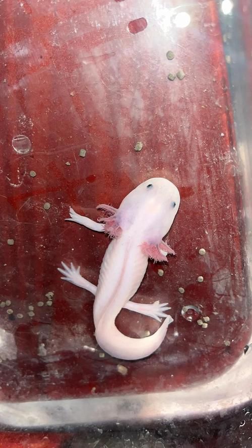 六角龍魚幼體如何飼養(yǎng)管理，六角龍魚幼體飼養(yǎng)管理 六角龍魚幼體如何飼養(yǎng)管理，六角龍魚幼體飼養(yǎng)管理 龍魚百科 第4張