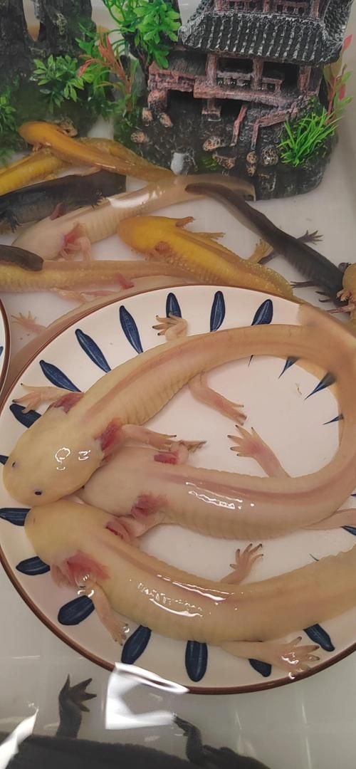 六角龍魚幼體如何飼養(yǎng)管理，六角龍魚幼體飼養(yǎng)管理 六角龍魚幼體如何飼養(yǎng)管理，六角龍魚幼體飼養(yǎng)管理 龍魚百科 第2張