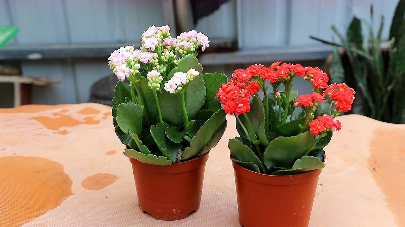 如何挑選適合種植的長壽花？，如何挑選長壽花？ 如何挑選適合種植的長壽花？，如何挑選長壽花？ 龍魚百科 第1張
