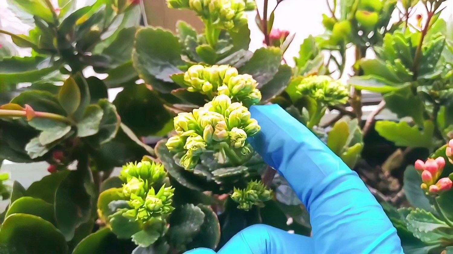 如何挑選適合種植的長壽花？，如何挑選長壽花？ 如何挑選適合種植的長壽花？，如何挑選長壽花？ 龍魚百科 第2張