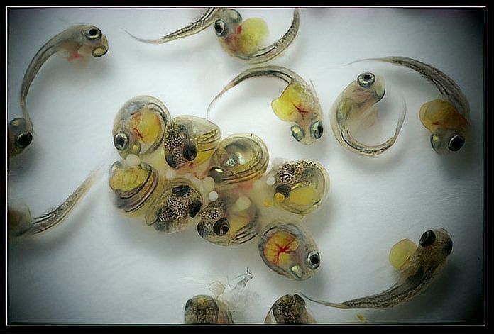 虎紋銀板魚幼魚如何喂養？，虎紋銀板魚幼魚喂養詳解 虎紋銀板魚幼魚如何喂養？，虎紋銀板魚幼魚喂養詳解 龍魚百科 第2張