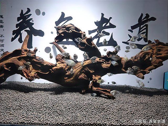 虎紋銀板魚幼魚如何喂養？，虎紋銀板魚幼魚喂養詳解 虎紋銀板魚幼魚如何喂養？，虎紋銀板魚幼魚喂養詳解 龍魚百科 第1張