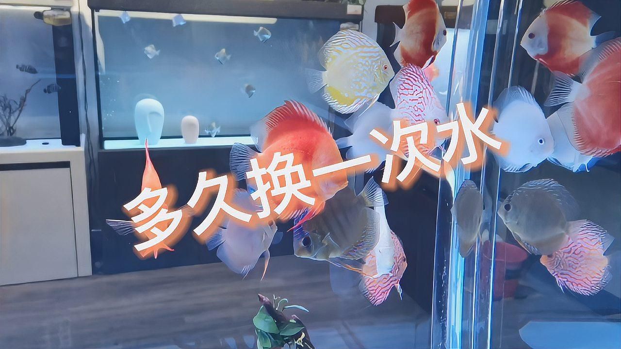 5厘米寬的魚缸需要多久換一次水？，5厘米寬的魚缸需要多久換一次水，養魚多久換一次水 5厘米寬的魚缸需要多久換一次水？，5厘米寬的魚缸需要多久換一次水，養魚多久換一次水 龍魚百科 第2張