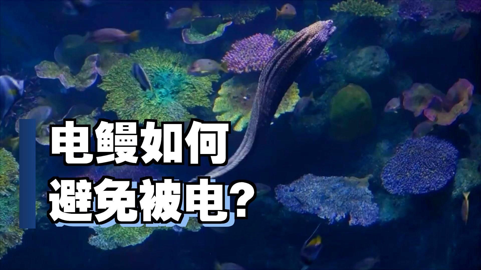 電鰻放電時為何不會自傷？，電鰻為何不會電到自己