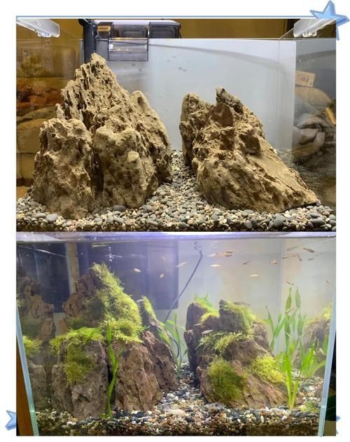 如何預(yù)防龍魚浮頭和沉尾，龍魚浮頭與沉尾的成因與預(yù)防措施 如何預(yù)防龍魚浮頭和沉尾，龍魚浮頭與沉尾的成因與預(yù)防措施 龍魚百科 第3張