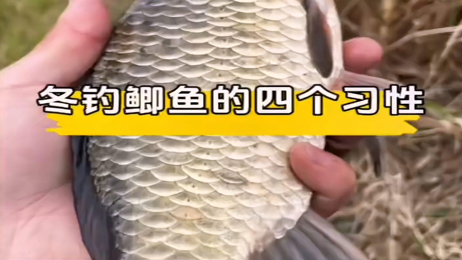哪些魚類在冬季不需要喂食，冬季夜晚鯽魚在水底到底是什么狀態，冬季釣魚新觀察 哪些魚類在冬季不需要喂食，冬季夜晚鯽魚在水底到底是什么狀態，冬季釣魚新觀察 龍魚百科 第1張
