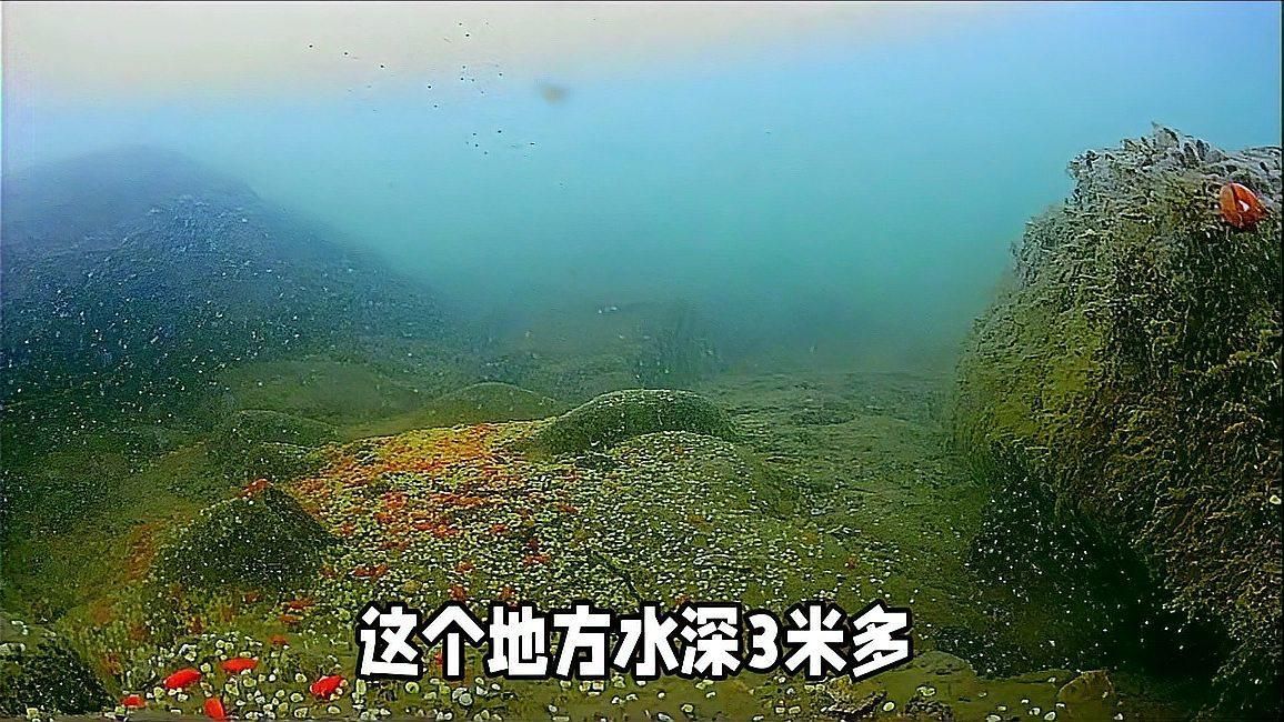 哪些魚類在冬季不需要喂食，冬季夜晚鯽魚在水底到底是什么狀態，冬季釣魚新觀察 哪些魚類在冬季不需要喂食，冬季夜晚鯽魚在水底到底是什么狀態，冬季釣魚新觀察 龍魚百科 第2張