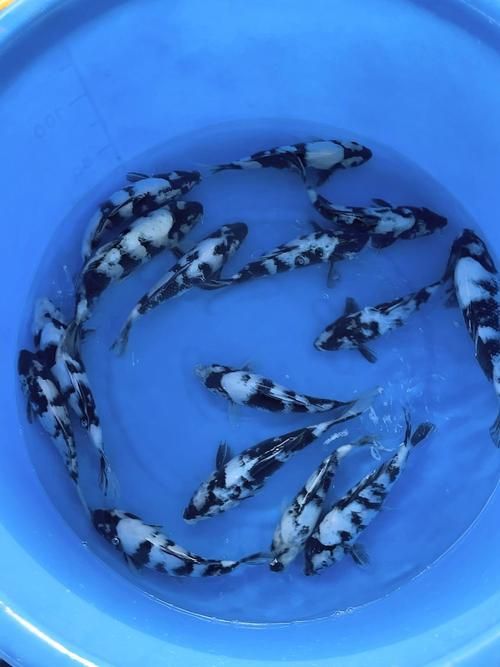 白寫錦鯉幼魚價格一般是多少？，寫錦鯉幼魚價格因地區、市場供需和購買渠道的不同而有所差異 白寫錦鯉幼魚價格一般是多少？，寫錦鯉幼魚價格因地區、市場供需和購買渠道的不同而有所差異 龍魚百科 第4張