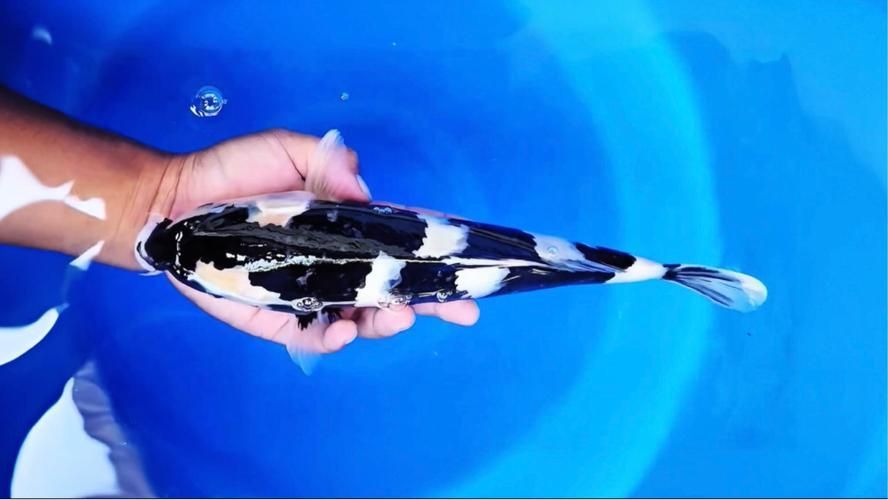 白寫錦鯉幼魚價格一般是多少？，寫錦鯉幼魚價格因地區、市場供需和購買渠道的不同而有所差異 白寫錦鯉幼魚價格一般是多少？，寫錦鯉幼魚價格因地區、市場供需和購買渠道的不同而有所差異 龍魚百科 第6張