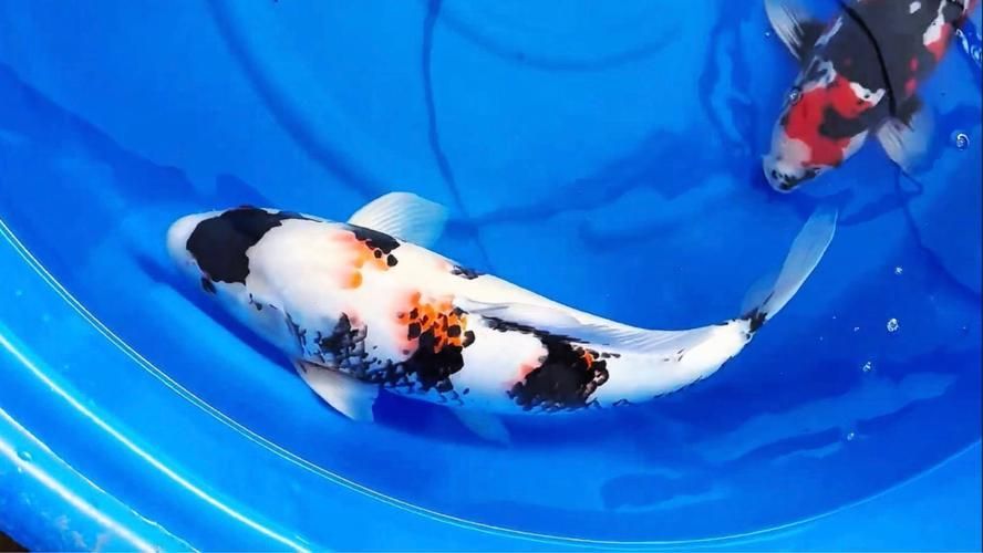 白寫錦鯉幼魚價格一般是多少？，寫錦鯉幼魚價格因地區、市場供需和購買渠道的不同而有所差異 白寫錦鯉幼魚價格一般是多少？，寫錦鯉幼魚價格因地區、市場供需和購買渠道的不同而有所差異 龍魚百科 第2張