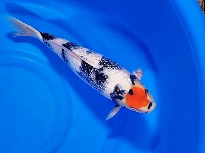 白寫錦鯉幼魚價格一般是多少？，寫錦鯉幼魚價格因地區、市場供需和購買渠道的不同而有所差異 白寫錦鯉幼魚價格一般是多少？，寫錦鯉幼魚價格因地區、市場供需和購買渠道的不同而有所差異 龍魚百科 第1張