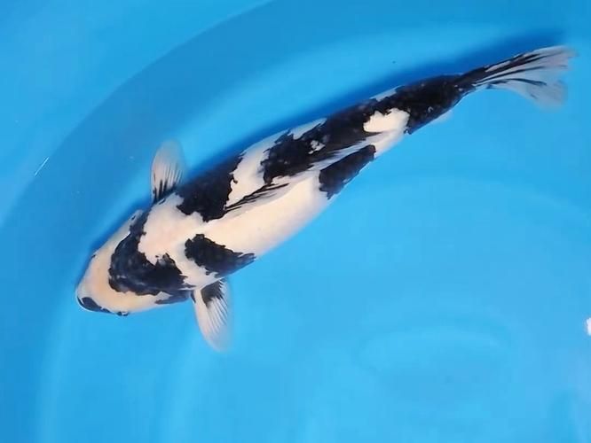 白寫錦鯉幼魚價格一般是多少？，寫錦鯉幼魚價格因地區、市場供需和購買渠道的不同而有所差異 白寫錦鯉幼魚價格一般是多少？，寫錦鯉幼魚價格因地區、市場供需和購買渠道的不同而有所差異 龍魚百科 第5張