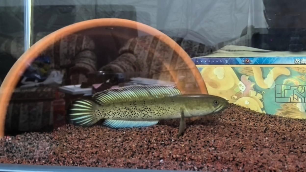 如何辨別鬼王雷龍魚的品質，鬼王雷龍魚如何鑒別 如何辨別鬼王雷龍魚的品質，鬼王雷龍魚如何鑒別 龍魚百科 第6張