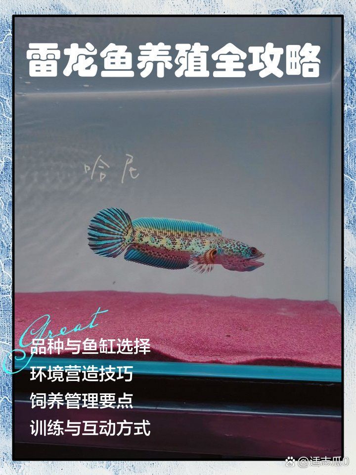 如何辨別鬼王雷龍魚的品質，鬼王雷龍魚如何鑒別 如何辨別鬼王雷龍魚的品質，鬼王雷龍魚如何鑒別 龍魚百科 第8張