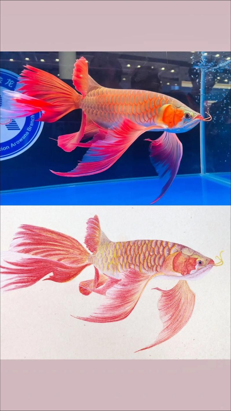 給我一些關(guān)于龍魚品種的圖片，關(guān)于龍魚品種的圖片：亞洲龍魚、美洲龍魚和非洲龍魚 給我一些關(guān)于龍魚品種的圖片，關(guān)于龍魚品種的圖片：亞洲龍魚、美洲龍魚和非洲龍魚 龍魚百科 第3張