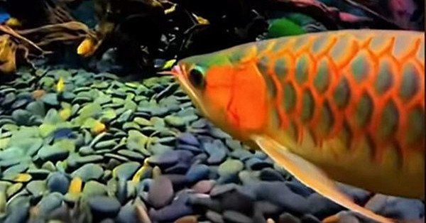 過背金龍魚的投資風險有哪些？，——資深魚友經驗總結：過背金龍魚投資風險 過背金龍魚的投資風險有哪些？，——資深魚友經驗總結：過背金龍魚投資風險 龍魚百科 第1張