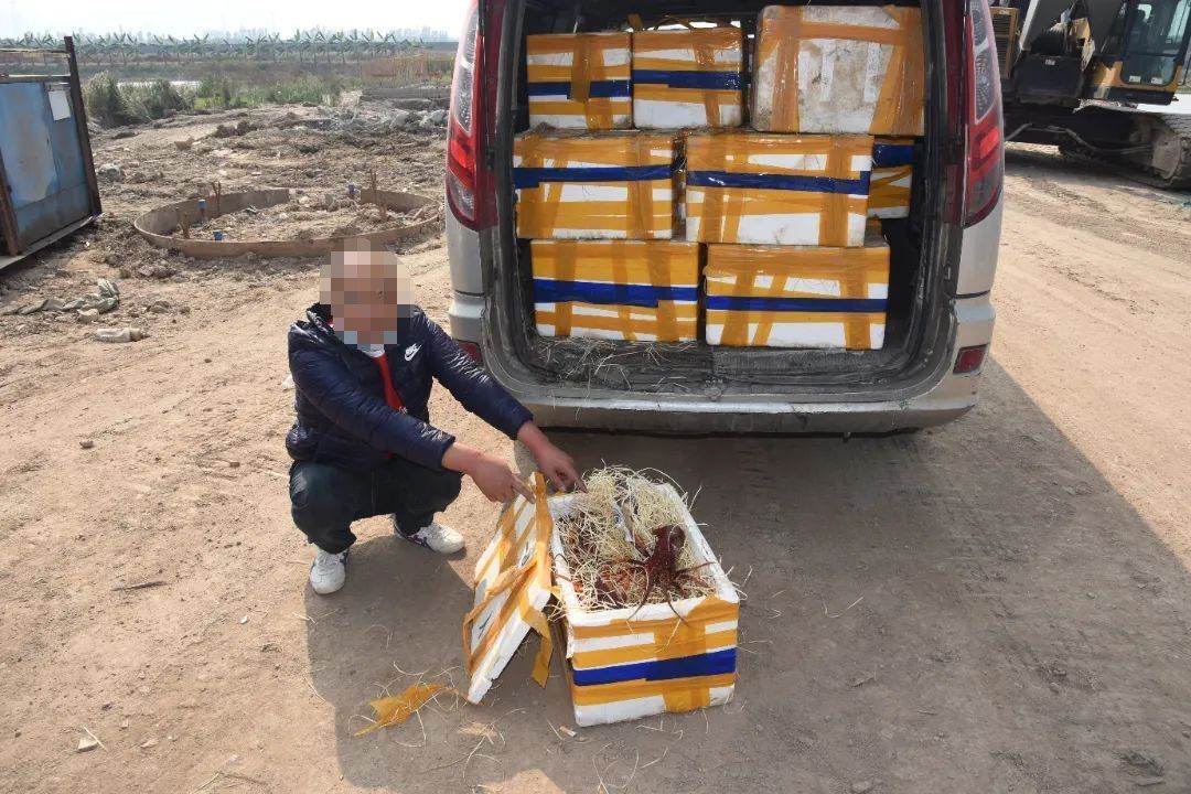 過背金龍魚的投資風險有哪些？，——資深魚友經驗總結：過背金龍魚投資風險 過背金龍魚的投資風險有哪些？，——資深魚友經驗總結：過背金龍魚投資風險 龍魚百科 第3張