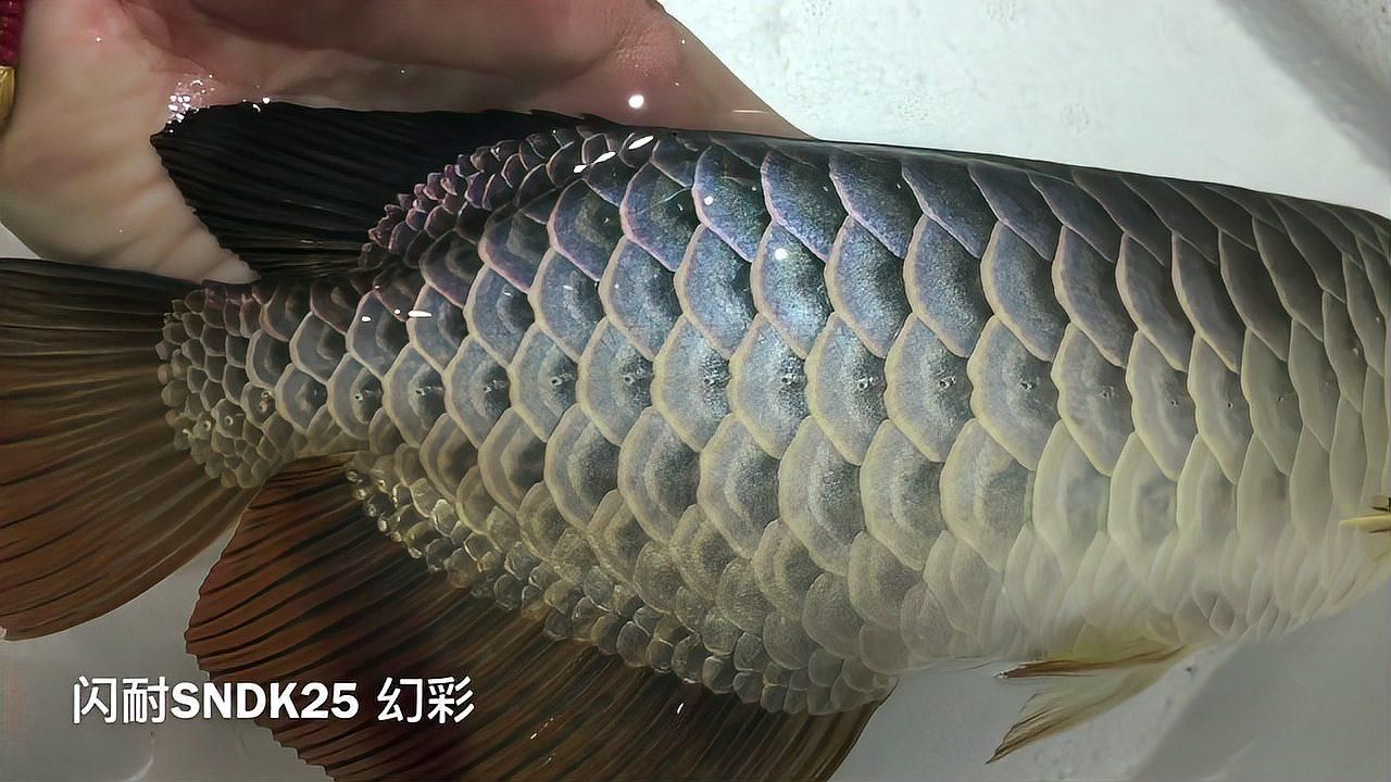 過背金龍魚的投資風險有哪些？，——資深魚友經驗總結：過背金龍魚投資風險 過背金龍魚的投資風險有哪些？，——資深魚友經驗總結：過背金龍魚投資風險 龍魚百科 第4張
