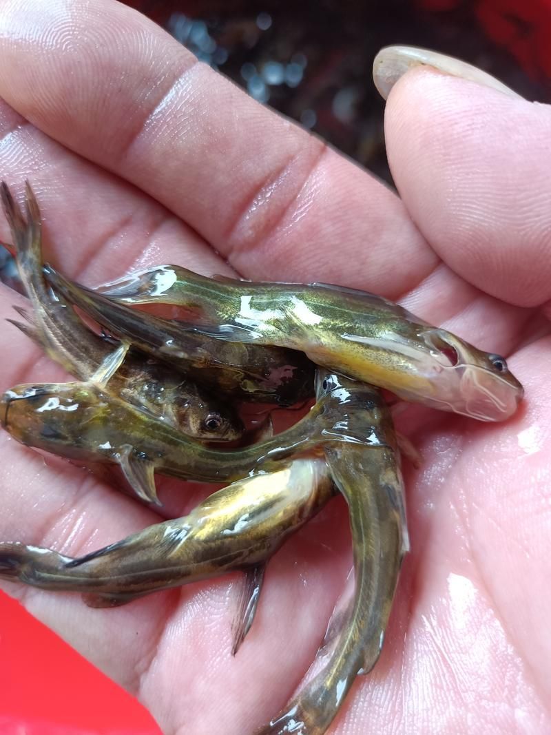 如何選擇優質的黃顙魚幼苗，優質黃顙魚幼苗（pelteobagrusfulvidraco） 如何選擇優質的黃顙魚幼苗，優質黃顙魚幼苗（pelteobagrusfulvidraco） 龍魚百科 第10張