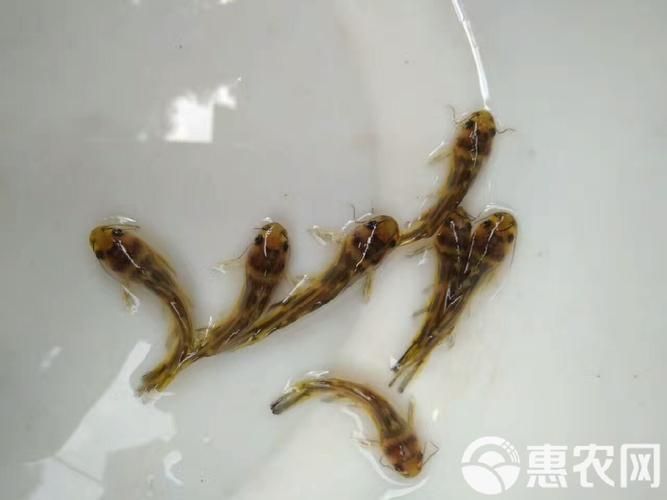 如何選擇優質的黃顙魚幼苗，優質黃顙魚幼苗（pelteobagrusfulvidraco） 如何選擇優質的黃顙魚幼苗，優質黃顙魚幼苗（pelteobagrusfulvidraco） 龍魚百科 第2張