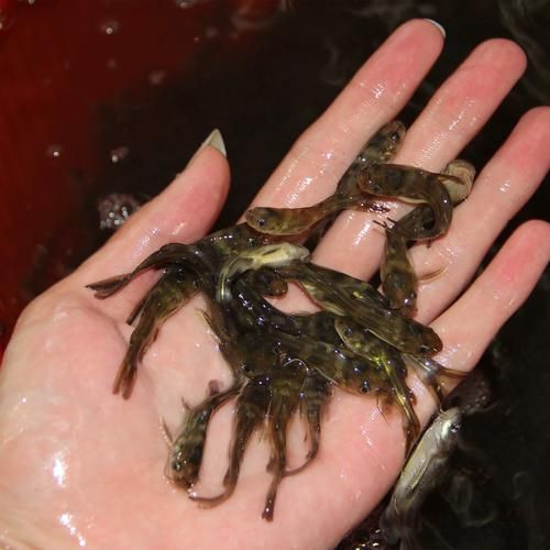 如何選擇優質的黃顙魚幼苗，優質黃顙魚幼苗（pelteobagrusfulvidraco） 如何選擇優質的黃顙魚幼苗，優質黃顙魚幼苗（pelteobagrusfulvidraco） 龍魚百科 第8張
