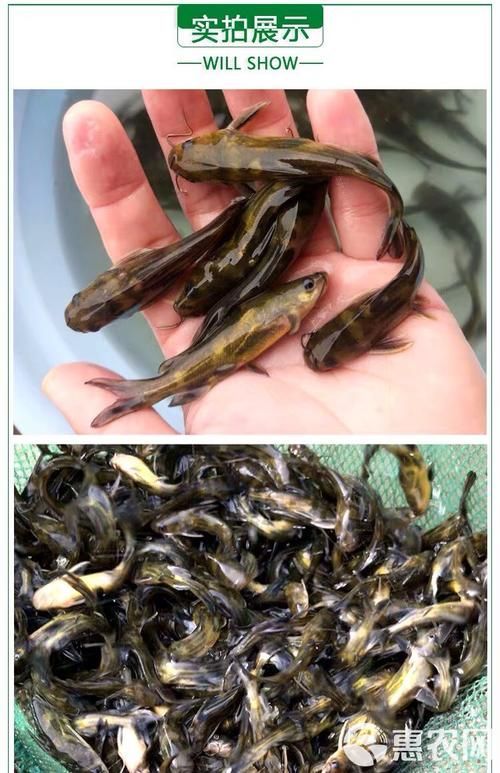 如何選擇優質的黃顙魚幼苗，優質黃顙魚幼苗（pelteobagrusfulvidraco） 如何選擇優質的黃顙魚幼苗，優質黃顙魚幼苗（pelteobagrusfulvidraco） 龍魚百科 第11張