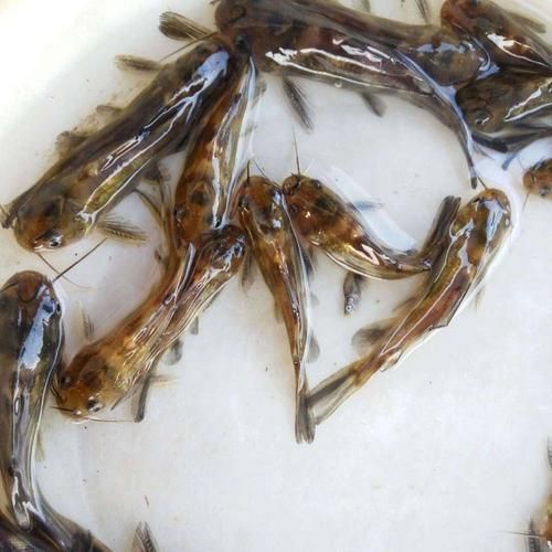 如何選擇優質的黃顙魚幼苗，優質黃顙魚幼苗（pelteobagrusfulvidraco） 如何選擇優質的黃顙魚幼苗，優質黃顙魚幼苗（pelteobagrusfulvidraco） 龍魚百科 第1張