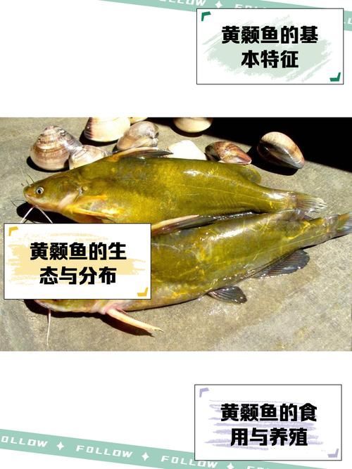 如何選擇優質的黃顙魚幼苗，優質黃顙魚幼苗（pelteobagrusfulvidraco） 如何選擇優質的黃顙魚幼苗，優質黃顙魚幼苗（pelteobagrusfulvidraco） 龍魚百科 第9張