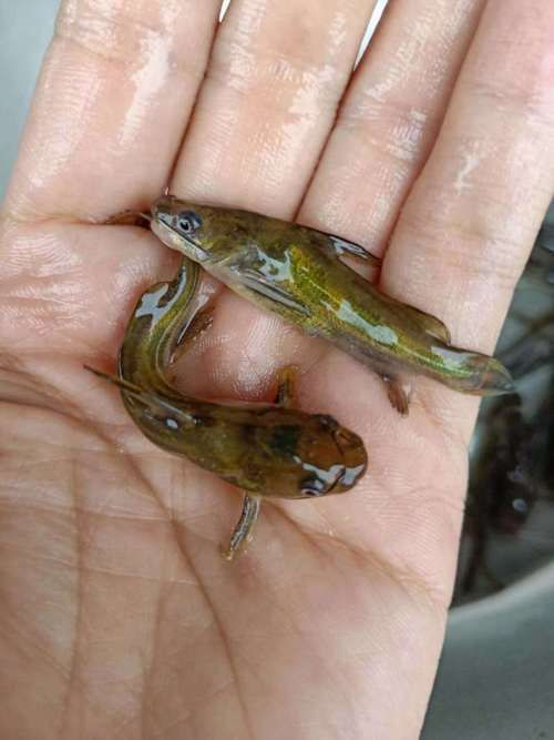 如何選擇優質的黃顙魚幼苗，優質黃顙魚幼苗（pelteobagrusfulvidraco） 如何選擇優質的黃顙魚幼苗，優質黃顙魚幼苗（pelteobagrusfulvidraco） 龍魚百科 第3張