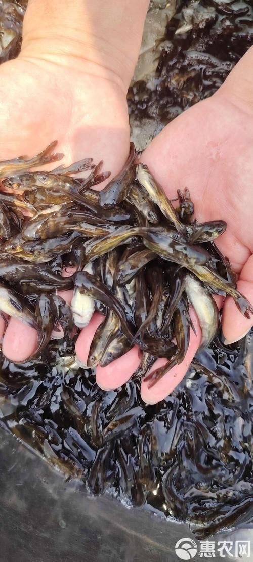 如何選擇優質的黃顙魚幼苗，優質黃顙魚幼苗（pelteobagrusfulvidraco） 如何選擇優質的黃顙魚幼苗，優質黃顙魚幼苗（pelteobagrusfulvidraco） 龍魚百科 第6張