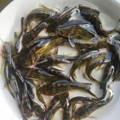 如何選擇優質的黃顙魚幼苗，優質黃顙魚幼苗（pelteobagrusfulvidraco） 如何選擇優質的黃顙魚幼苗，優質黃顙魚幼苗（pelteobagrusfulvidraco） 龍魚百科 第4張