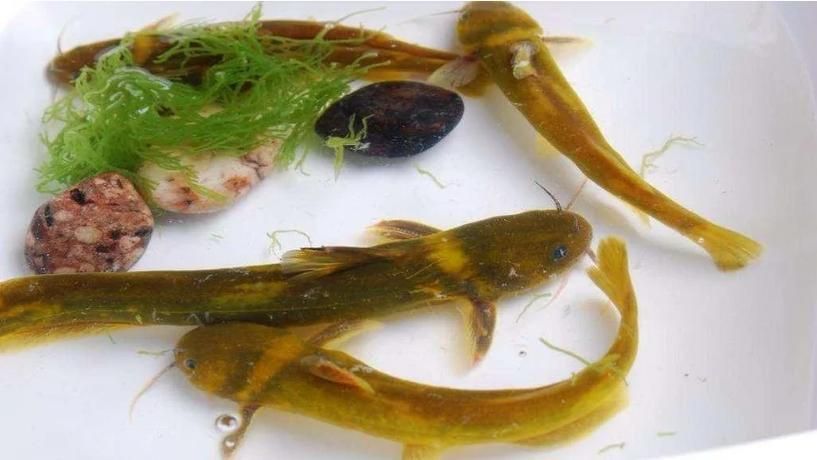 如何選擇優質的黃顙魚幼苗，優質黃顙魚幼苗（pelteobagrusfulvidraco） 如何選擇優質的黃顙魚幼苗，優質黃顙魚幼苗（pelteobagrusfulvidraco） 龍魚百科 第7張