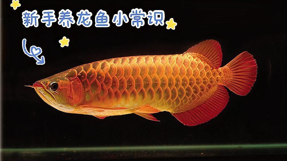 龍魚(yú)缸的高度如何選擇？，新手養(yǎng)龍魚(yú)的小常識(shí)(小白必看)養(yǎng)魚(yú)小藝