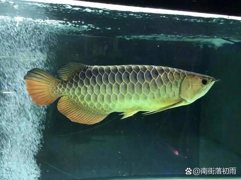 如何區(qū)分金頭過背金龍魚的顏色，區(qū)分金頭過背金龍魚的顏色，從以下幾個方面入手，可以入手 如何區(qū)分金頭過背金龍魚的顏色，區(qū)分金頭過背金龍魚的顏色，從以下幾個方面入手，可以入手 龍魚百科 第1張