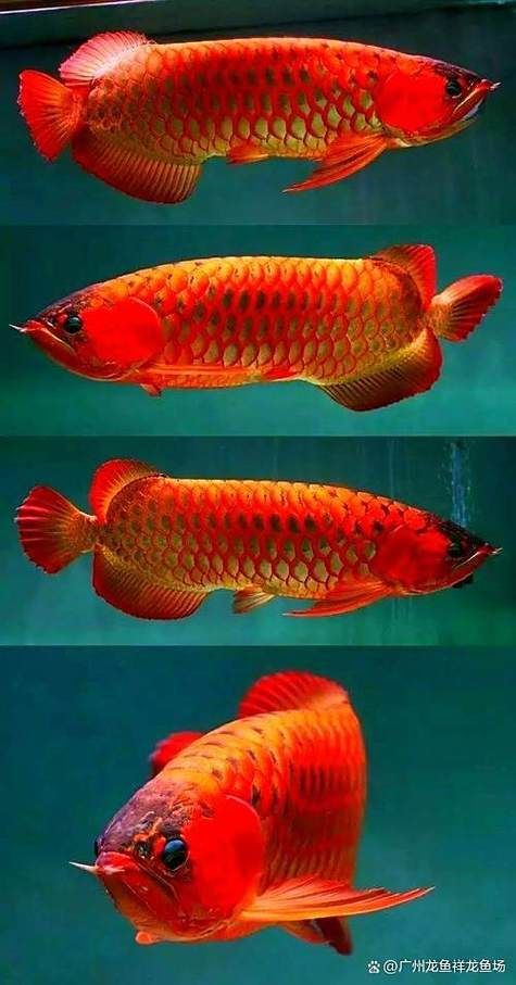 如何鑒別野生紅龍魚,野生紅龍魚與人工養殖紅龍魚的鑒別特征與關鍵鑒別點 龍魚百科 第14張 如何鑒別野生紅龍魚,野生紅龍魚與人工養殖紅龍魚的鑒別特征與關鍵鑒別點 如何鑒別野生紅龍魚,野生紅龍魚與人工養殖紅龍魚的鑒別特征與關鍵鑒別點 龍魚百科 第14張