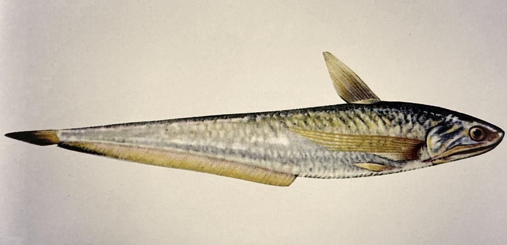 刀魚魚，“刀魚魚（coilianasus）和配圖詳解（coilianasus）