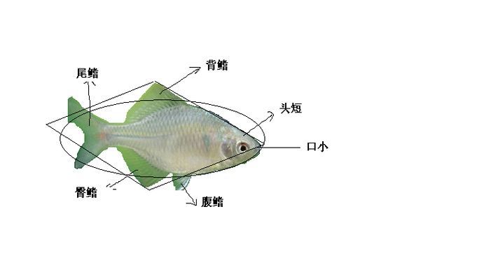 刀魚魚，“刀魚魚（coilianasus）和配圖詳解（coilianasus）