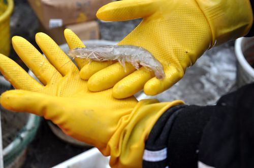 海水細菌感染如何預防，海水細菌感染的預防 海水細菌感染如何預防，海水細菌感染的預防 龍魚百科 第8張