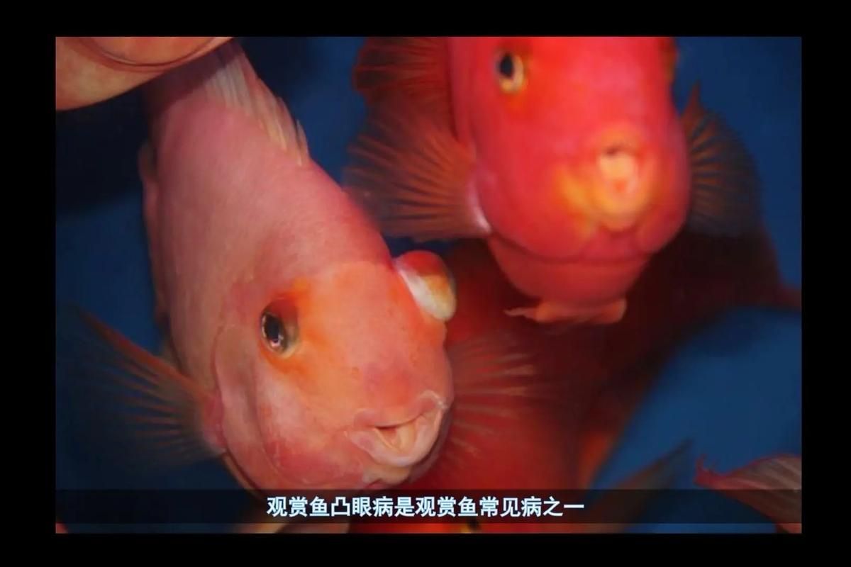 如何判斷觀賞魚是否患突眼病，exophthalmia觀賞魚突眼病（exophthalmia） 如何判斷觀賞魚是否患突眼病，exophthalmia觀賞魚突眼病（exophthalmia） 龍魚百科 第1張