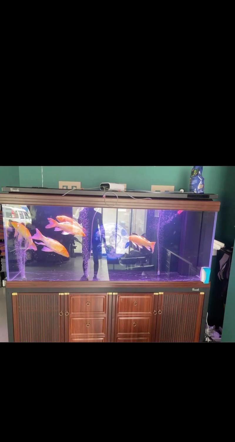 有哪些知名的高端龍魚缸品牌？，知名的高端龍魚缸品牌