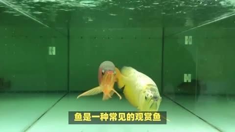 龍魚細菌性疾病如何治療，如何正確使用觀賞魚藥物 龍魚細菌性疾病如何治療，如何正確使用觀賞魚藥物 龍魚百科 第3張