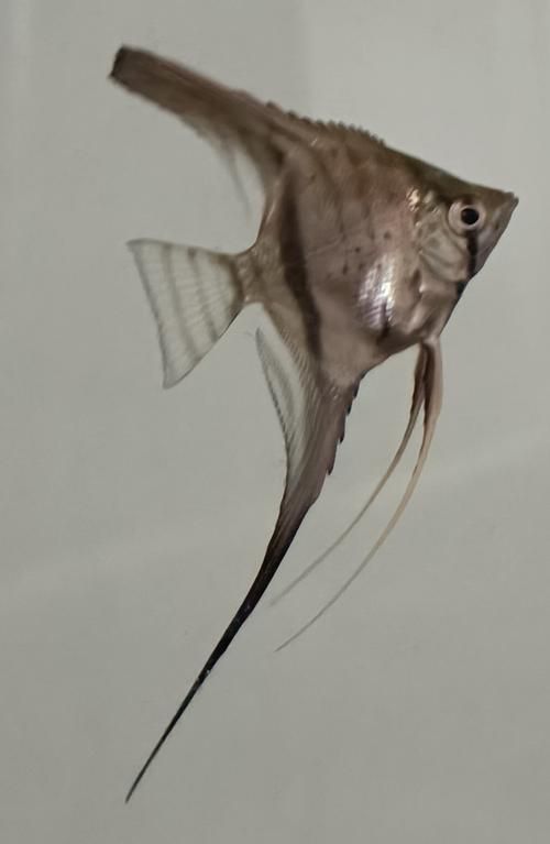如何預防燕魚胸鰭發紅,燕魚(神仙魚)胸鰭發紅 龍魚百科 第4張 如何預防燕魚胸鰭發紅,燕魚(神仙魚)胸鰭發紅 如何預防燕魚胸鰭發紅,燕魚(神仙魚)胸鰭發紅 龍魚百科 第4張