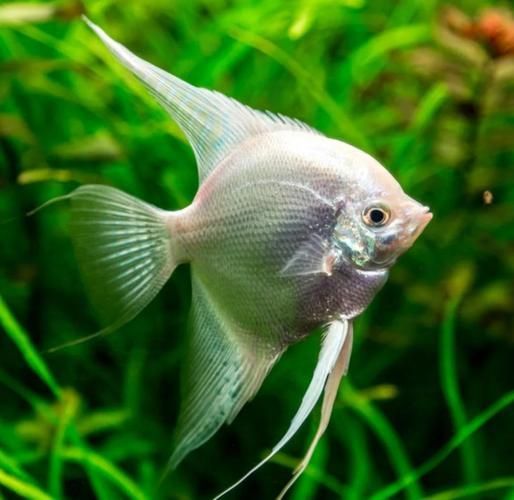 如何預防燕魚胸鰭發紅,燕魚(神仙魚)胸鰭發紅 龍魚百科 第5張 如何預防燕魚胸鰭發紅,燕魚(神仙魚)胸鰭發紅 如何預防燕魚胸鰭發紅,燕魚(神仙魚)胸鰭發紅 龍魚百科 第5張
