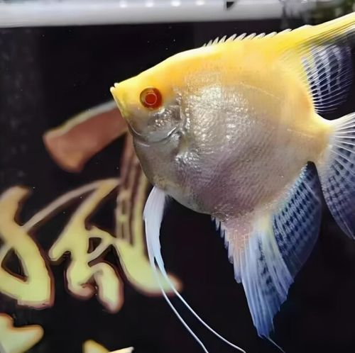 如何預防燕魚胸鰭發紅,燕魚(神仙魚)胸鰭發紅 龍魚百科 第3張 如何預防燕魚胸鰭發紅,燕魚(神仙魚)胸鰭發紅 如何預防燕魚胸鰭發紅,燕魚(神仙魚)胸鰭發紅 龍魚百科 第3張