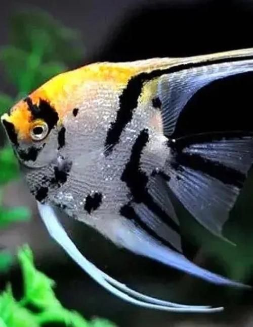 如何預防燕魚胸鰭發紅,燕魚(神仙魚)胸鰭發紅 龍魚百科 第6張 如何預防燕魚胸鰭發紅,燕魚(神仙魚)胸鰭發紅 如何預防燕魚胸鰭發紅,燕魚(神仙魚)胸鰭發紅 龍魚百科 第6張