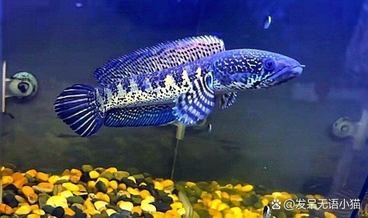 眼睛蛇雷龍魚需要多大的飼養空間？ 眼睛蛇雷龍魚需要多大的飼養空間？ 龍魚百科 第1張