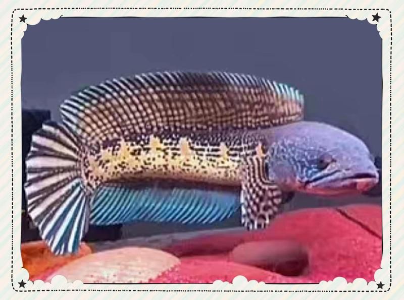 眼睛蛇雷龍魚需要多大的飼養空間？ 眼睛蛇雷龍魚需要多大的飼養空間？ 龍魚百科 第2張