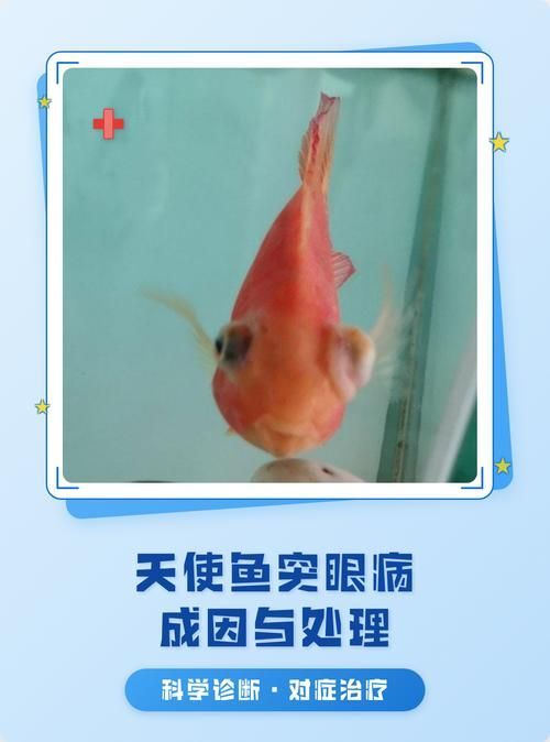 如何預防魚突眼的發生,exophthalmia養殖魚突眼的預防指南 龍魚百科 第3張 如何預防魚突眼的發生,exophthalmia養殖魚突眼的預防指南 如何預防魚突眼的發生,exophthalmia養殖魚突眼的預防指南 龍魚百科 第3張